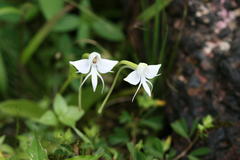 Habenaria rariflora